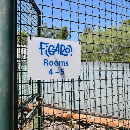 Figaro - *