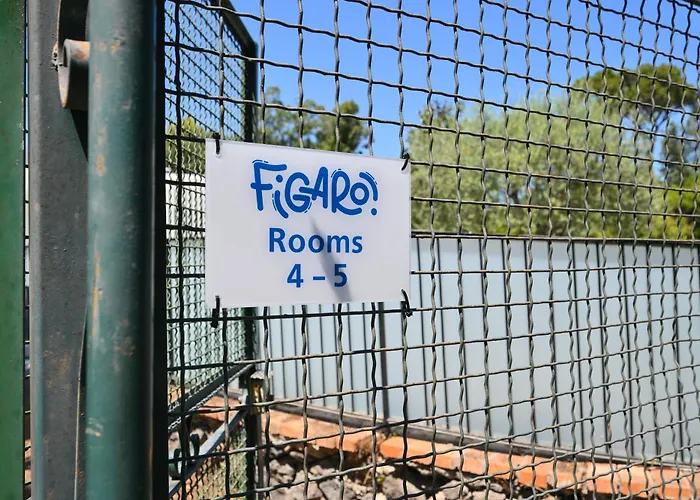 Figaro - *